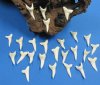 1-3/8 inches Real White Shortfin Mako Shark Teeth for Sale  - Bag of 6 @ $5.00 each ; Pack of 25 @ $3.00 each