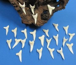 1-3/8 inches Real White Shortfin Mako Shark Teeth for Sale  - Bag of 6 @ <font color=red>$5.00 each </font> (Plus $5 Ground Advantage Mail)