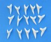 1-1/8 inches Current Day Mako Shark Teeth - 25 @ $1.92 each (Plus $7.50 First Class Mail)
