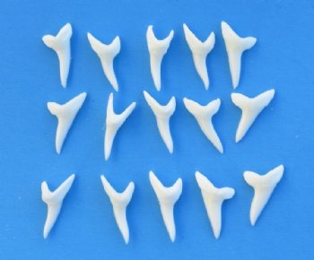 1-1/8 inches Modern Day Shortfin Mako Shark Teeth <font color=red> Wholesale</font> - 100 @ $1.00 each