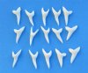 1-1/8 inches Modern Day Shortfin Mako Shark Teeth <font color=red> Wholesale</font> - 100 @ $1.00 each