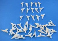 1-1/8 inches Current Day Mako Shark Teeth - <font color=red>25 @ $1.92 each</font> (Plus $8.00 Ground Advantage Mail) 