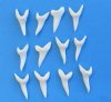1-5/8 inches White Shortfin Mako Shark Teeth <FONT COLOR=RED>Wholesale</FONT>, Modern Day Shortfin Mako Shark Teeth -  Pack of  25 @ $5.25 each