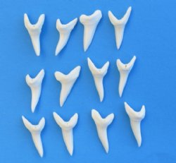 1-5/8 inches Modern Day Shortfin Mako Shark Teeth <FONT COLOR=RED>Wholesale</FONT> - 25 @ $5.25 each