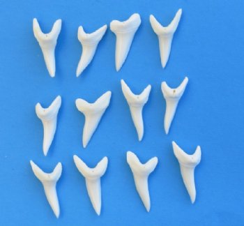 1-5/8 inches Authentic Modern Day Shortfin Mako Shark Tooth for Sale - <font color=red>3 @ 10.25 each </font> (Plus $5.25 Ground Advantage Mail)