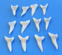 1-5/8 inches Authentic Modern Day Shortfin Mako Shark Tooth for Sale - <font color=red>3 @ 10.25 each </font> (Plus $5.25 Ground Advantage Mail)