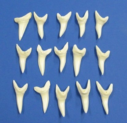 2 inches Wholesale White Large Mako Shark Teeth for Sale