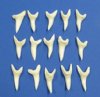 2 inches Modern Day Large Shortfin Mako Shark Teeth <font color=red> Wholesale</font> - 6 @ $15.00 each