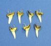 7/8 inch <font color=red> Wholesale</font> Decoratively Burnt and Wired Authentic Shortfin Mako Shark Teeth Pendants for Sale - Case of 108 @ .88 each