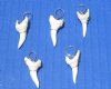 1-1/8 inches Wholesale Mako Shark Tooth Pendants, Tarnish-Resistant, Lead and Nickel Free - Pack of 40 @ $2.50 each