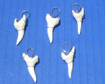 1-1/4 inches Modern Day Mako Shark Tooth Pendant, <font color=red> 5 @ $5.60 each </font> (Plus $5.50 Ground Advantage Mail