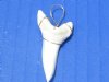 1-5/8 inches Mako Shark Tooth, Teeth Pendants Wired with Gold Tarnish-Resistant Lead and Nickel Free Wire - Pack of 2 @ <font color=red> $11.15 each</font> Plus $5.00 1st Class Mail