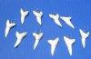 1-5/8 inches Wholesale Shortfin Mako Shark Tooth Pendants, Tarnish-Resistant, Lead and Nickel Free Wire - Pack of 14 @ $6.95 each