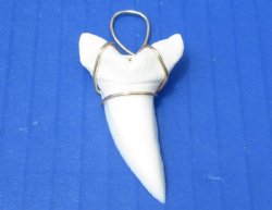 1-3/4 inches Modern Day Shortfin Mako Shark Tooth Pendant, 2 @ $18 each (Plus $5.00 Postage)
