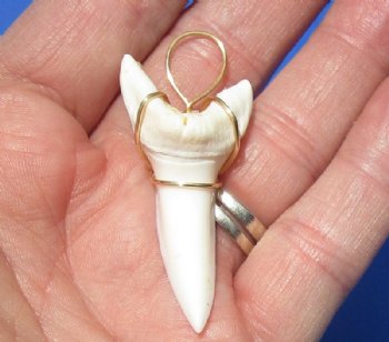 1-3/4 inches Modern Day Shortfin Mako Shark Tooth Pendant, <font color=red>2 @ $18 each </font> (Plus $5.00 Postage)