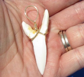 1-3/4 inches Modern Day Shortfin Mako Shark Tooth Pendant, <font color=red>2 @ $18 each </font> (Plus $5.00 Postage)