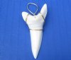 2-1/8 inches Authentic Extra Large Mako Shark Tooth Pendant from a Modern Day Shortfin Mako, (Tarnish-Resistant, Lead  and Nickel Free Wire) - Pack of 1 @ <font color=red>$43.99 each</font> Plus $7.00 1st Class Mail
