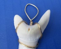 2-1/8 inches Modern Day Extra Large Shortfin Mako Shark Tooth Pendant, <font color=red>$43.99 each</font> ( Plua $5.00 Ground Advantage Mail)