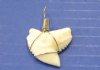 Authentic Tiger Shark Tooth Pendants for Sale, 1 to 1-1/8 inches, wrapped with silver wire - Pack of 5 @ <font color=red>$10.00 each</font> Plus $5.00 1st Class Mail