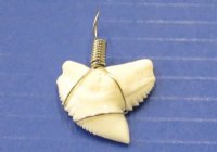 1 to 1-1/8 inches <font color=red> Wholesale</font> Authentic Tiger Shark Tooth Pendants, wrapped with silver wire -  Pack of 20 @ $5.75 each; Pack of 50 @ $5.00 each