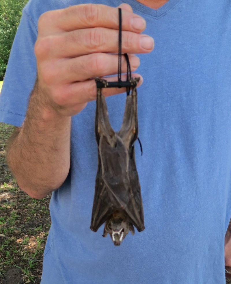 Mummified Fruit Bats for Sale at Worldwide Wildlife Products