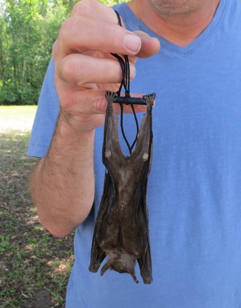 Mummified Fruit Bats for Sale at Worldwide Wildlife Products