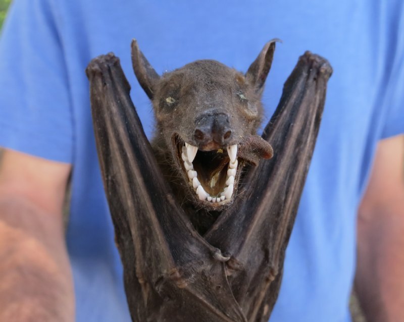 Mummified Fruit Bats for Sale at Worldwide Wildlife Products