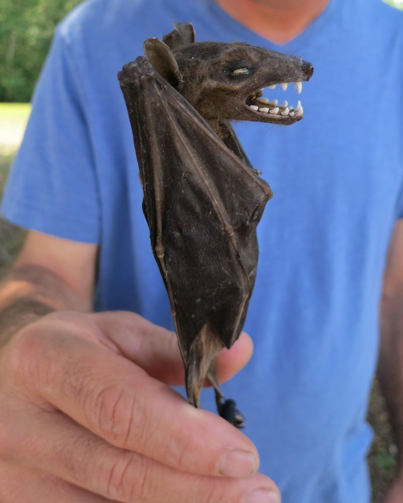 Mummified Fruit Bats for Sale at Worldwide Wildlife Products