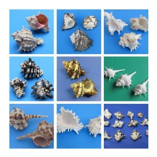 Murex Shells
