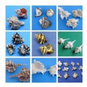 Murex Shells