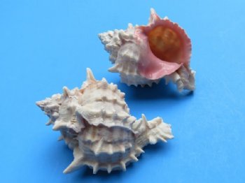 Murex Shells