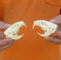 Muskrat Skulls