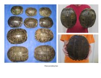 Turtle Shells