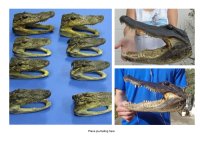 Alligator Heads Wholesale and Individually