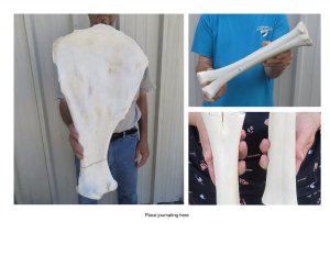 Camel Bones