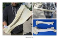Giraffe Bones 