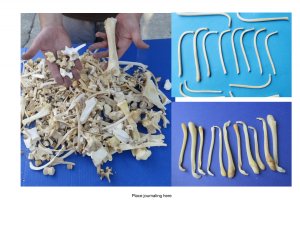 Buy Animal Bones for Bone Jewelry and Art at Worldwide Wildlife Products Buy Animal Bones for Bone Jewelry and Art at Worldwide Wildlife Products