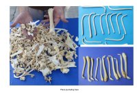 Other Animal Bones