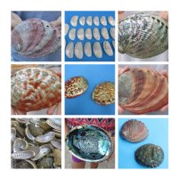 Abalone Shells Bulk, Individually