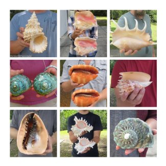 Large Seashells and Hand Picked Shells