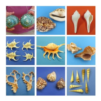 Shells 3 to 5 inches