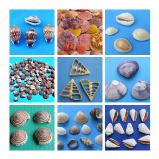 Tiny and Small Shells