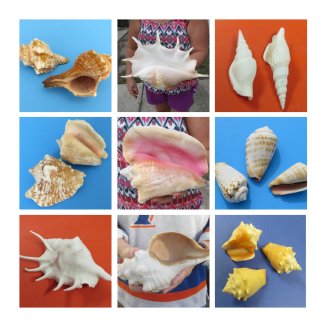 Conch, Spider Shells