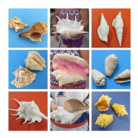Conch, Spider Shells 