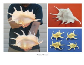 Spider Conch Shells