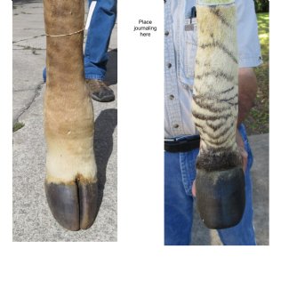 Taxidermy Animal Mounts