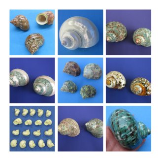 Turban Shells