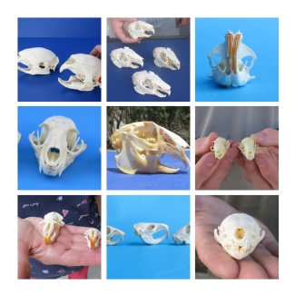 Weird and Unusual Animal Skulls