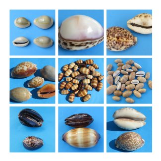 Cowrie, Cowry Shells