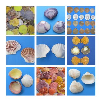 Scallop, Cockle Shells